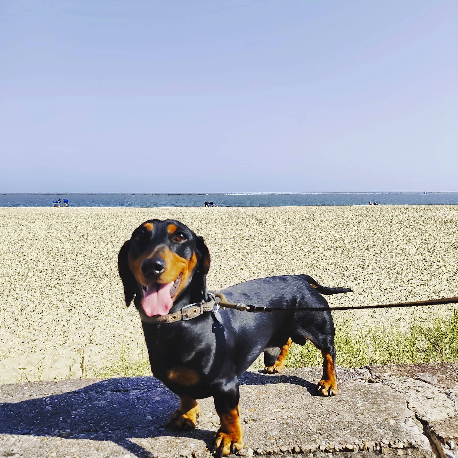 Mustard is registered to the contest to win money with this photo: black_and_tan_coonhound, canidae, carnivore, collar, companion_dog, dog, dog_breed, fence, fender, guard_dog, horizon, hound, leash, scent_hound, sky, snout, sporting_group, water, working_animal, working_dog