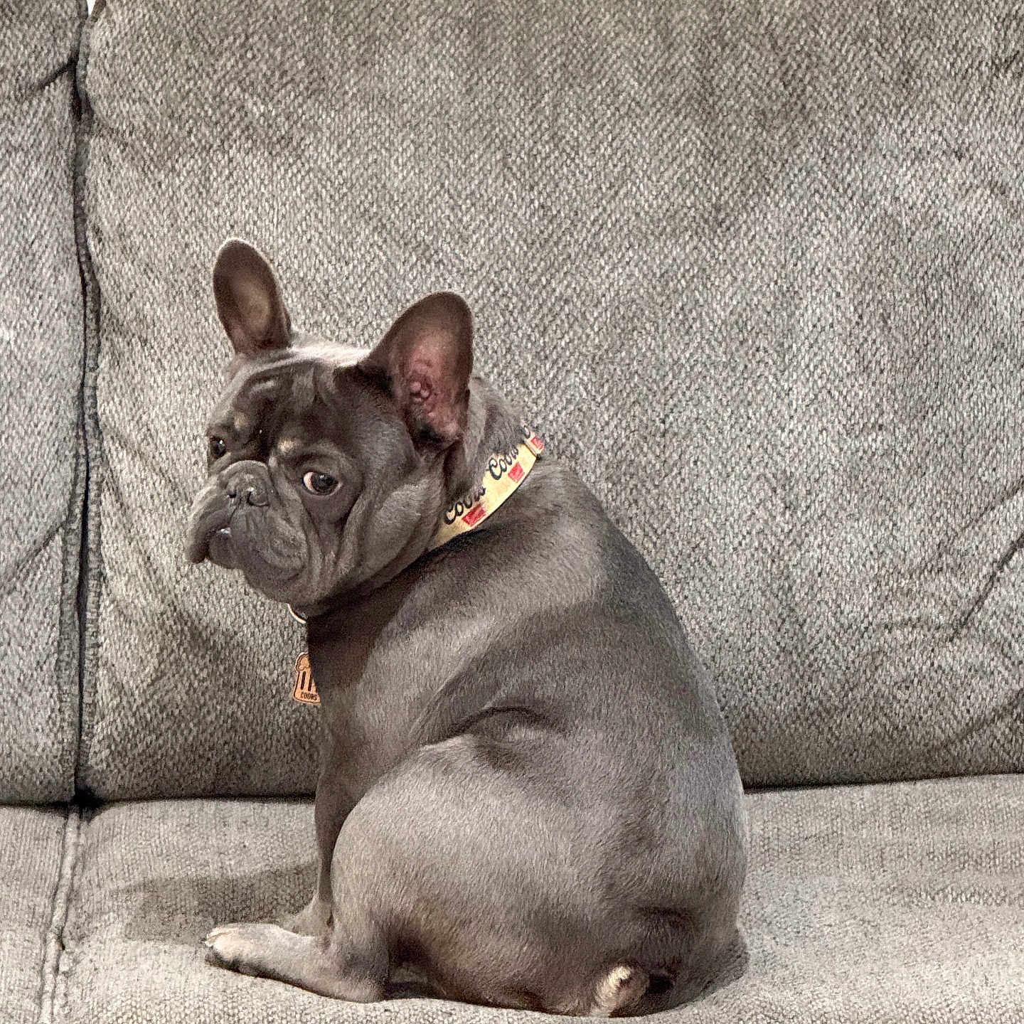 Coors joined the competition — help win amazing prizes! animal, boxer, bulldog, canine, chair, couch, cushion, dog, frenchbulldog, furniture, homedecor, pet, pitbull, pug, puppy