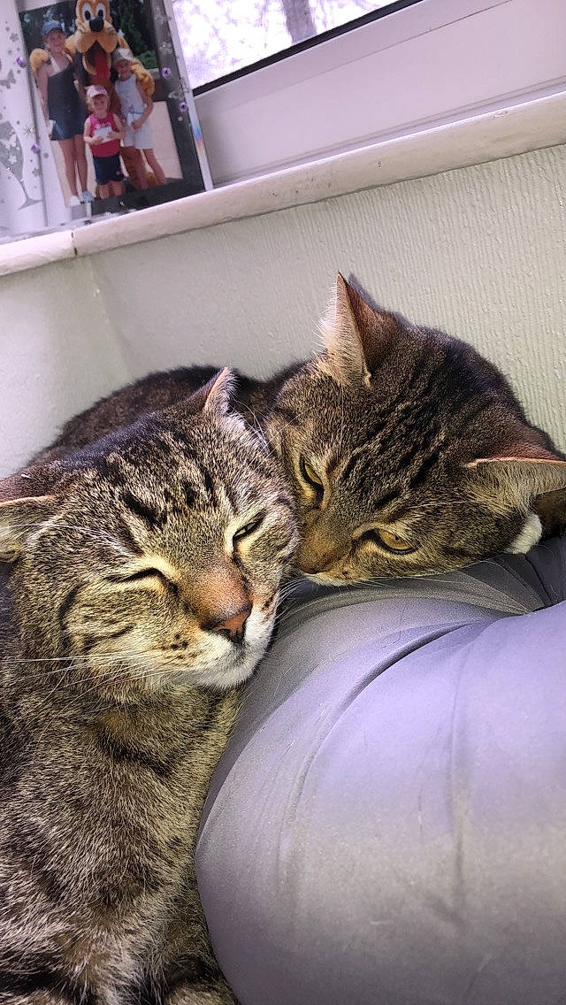 Darcey joined the competition — help win amazing prizes! american_shorthair, asian, bed, carnivore, cat, comfort, domestic_short_haired_cat, dragon_li, european_shorthair, felidae, fur, kitten, nap, pixie_bob, sleep, small_to_medium_sized_cats, snout, tabby_cat, whiskers, wild_cat