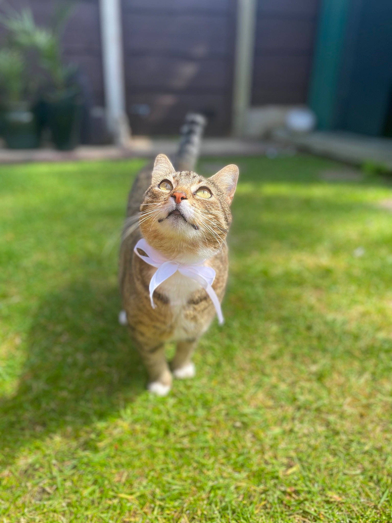 Darcey joined the competition — help win amazing prizes! aegean_cat, carnivore, cat, domestic_short_haired_cat, european_shorthair, fawn, felidae, grass, lawn, plant, small_to_medium_sized_cats, tabby_cat, tail, whiskers, wild_cat
