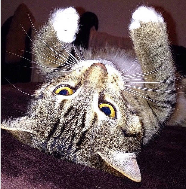 Darcey joined the competition — help win amazing prizes! american_curl, american_shorthair, american_wirehair, carnivore, cat, claw, close_up, domestic_short_haired_cat, european_shorthair, eye, felidae, fur, kitten, photography, plant, polydactyl_cat, small_to_medium_sized_cats, snout, tabby_cat, whiskers