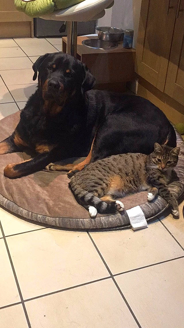 Darcey is registered to the contest to win money with this photo: canidae, carnivore, cat, dog, dog_breed, felidae, floor, guard_dog, mammal, small_to_medium_sized_cats, sporting_group, whiskers