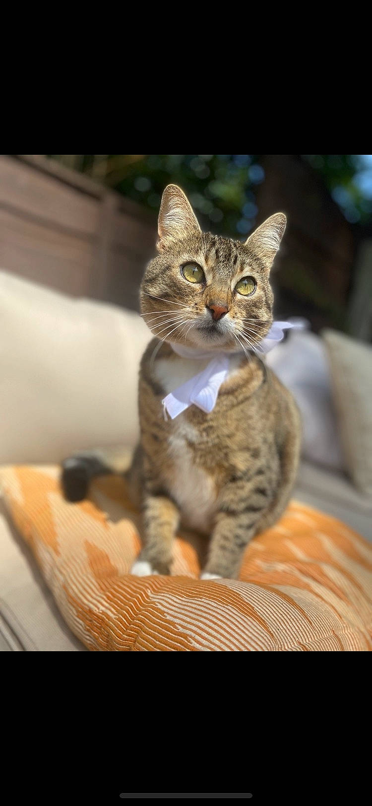 Darcey is registered to the contest to win money with this photo: aegean_cat, american_bobtail, american_shorthair, american_wirehair, arabian_mau, asian, california_spangled, carnivore, cat, domestic_short_haired_cat, dragon_li, european_shorthair, felidae, kitten, mammal, small_to_medium_sized_cats, tabby_cat, toyger, vertebrate, whiskers