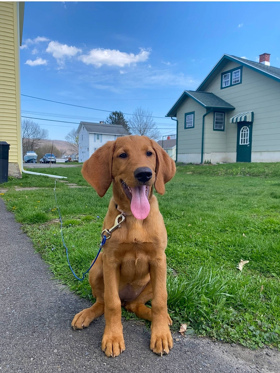 Brandy joined the competition — help win amazing prizes! carnivore, cloud, collar, companion_dog, dog, dog_breed, dog_collar, dog_supply, fawn, grass, hound, leash, liver, pet_supply, plant, sky, snout, tail, window, working_animal