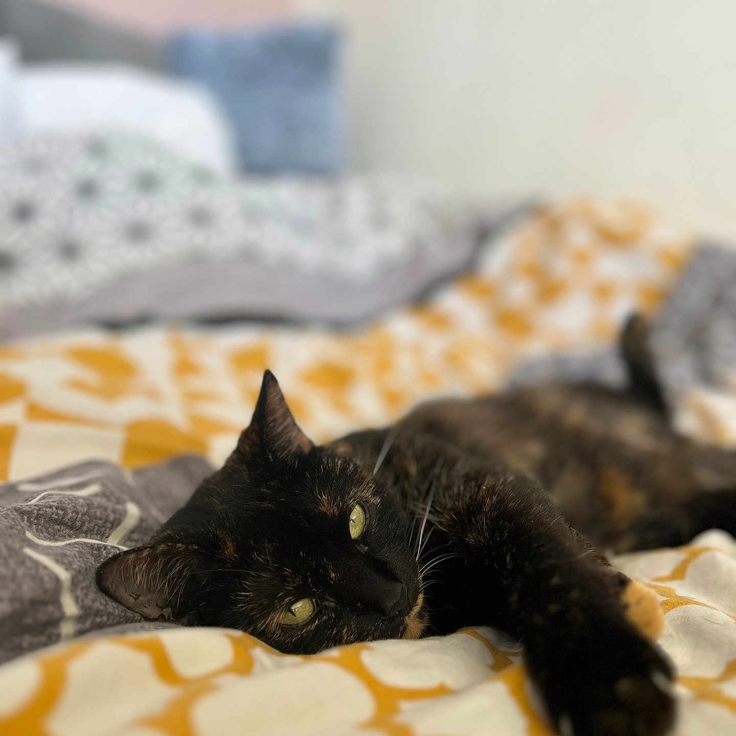 Mikasa a rejoint le concours — aidez-le/la à gagner de superbes lots ! abyssinian, animal, bed, bedroom, blackcat, blanket, cat, couch, cushion, furniture, homedecor, indoors, kitten, linen, manx, person, pet, quilt, room, sleeping