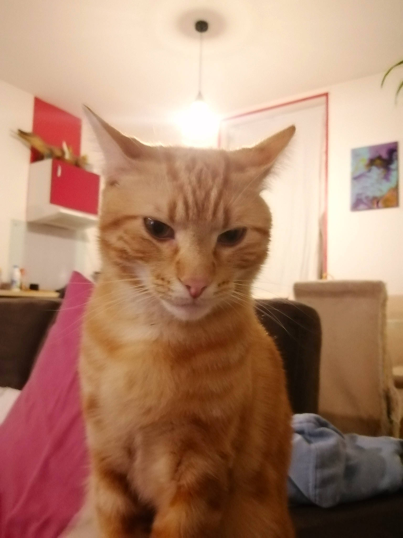 Cookie participe au concours pour gagner de l'argent avec cette photo : carnivore, cat, comfort, domestic_short_haired_cat, eye, fawn, felidae, fur, small_to_medium_sized_cats, snout, tail, terrestrial_animal, whiskers