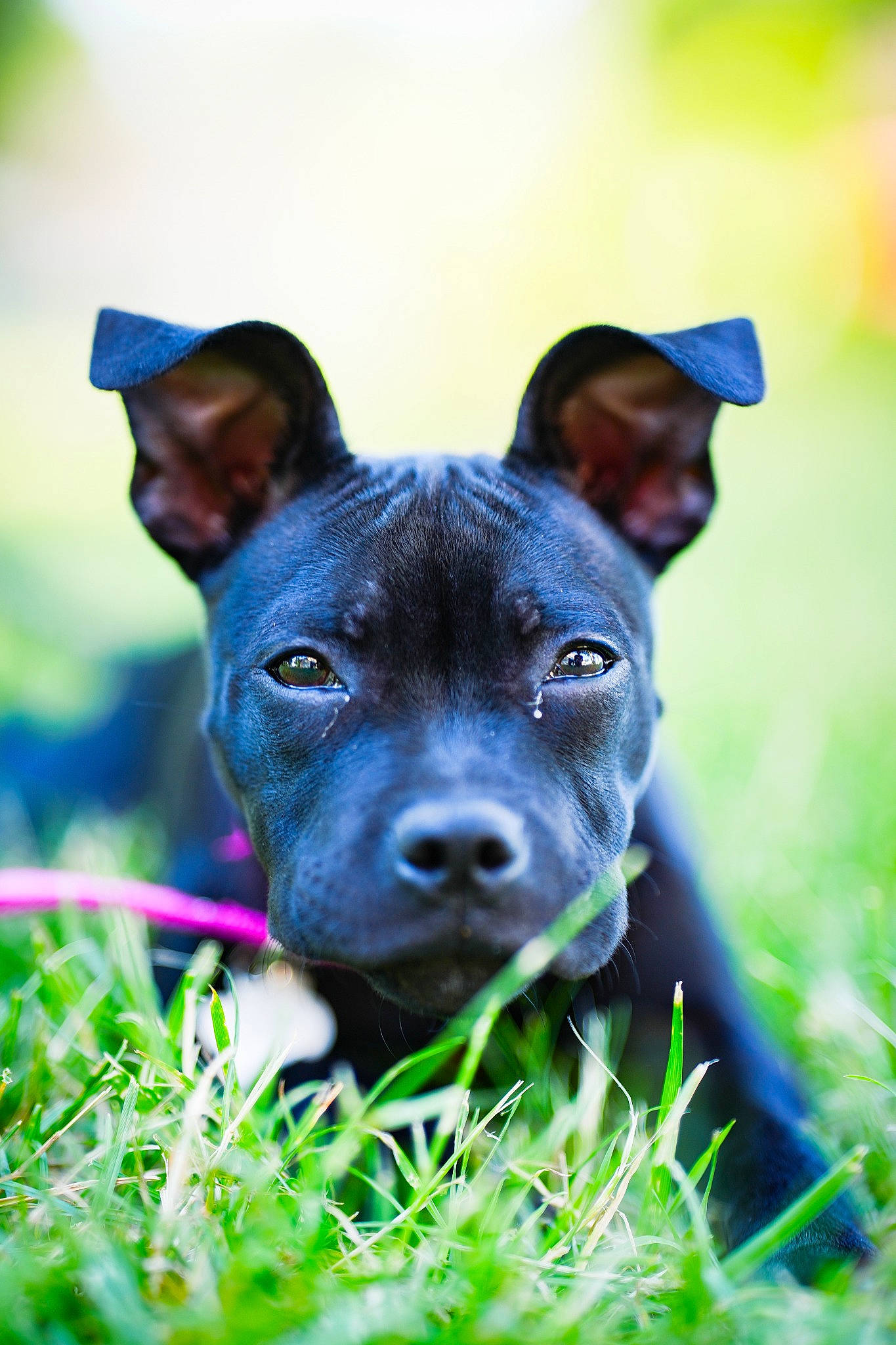 Nelia participe au concours pour gagner de l'argent avec cette photo : canidae, carnivore, companion_dog, dog, dog_breed, electric_blue, fawn, grass, grassland, guard_dog, happy, lawn, non_sporting_group, plant, puppy, snout, sporting_group, whiskers, working_animal, working_dog
