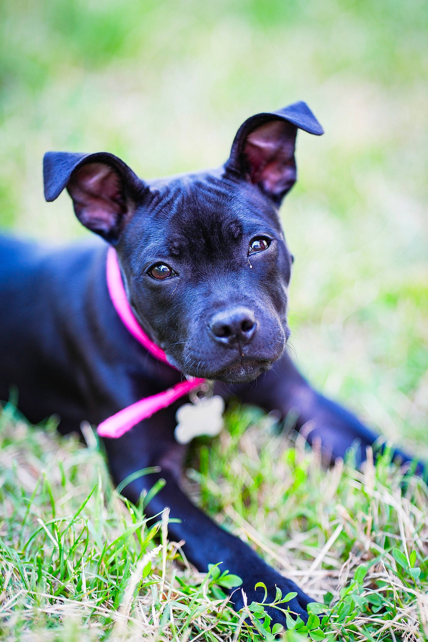 Nelia participe au concours pour gagner de l'argent avec cette photo : adventure, canidae, carnivore, collar, companion_dog, dog, dog_breed, electric_blue, fawn, grass, grassland, guard_dog, herding_dog, plant, snout, sporting_group, terrier, whiskers, working_animal, working_dog