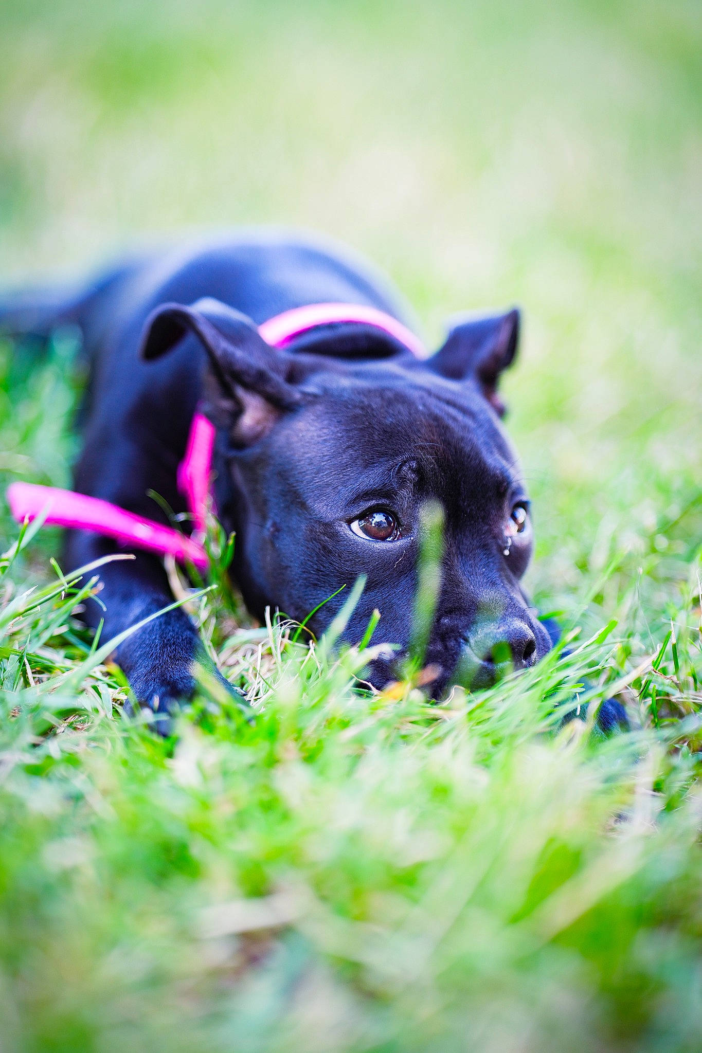 Nelia participe au concours pour gagner de l'argent avec cette photo : canidae, carnivore, collar, companion_dog, dog, dog_breed, dog_collar, electric_blue, fawn, grass, grassland, groundcover, plant, pug, sporting_group, terrestrial_animal, terrier, toy_dog, whiskers, working_animal