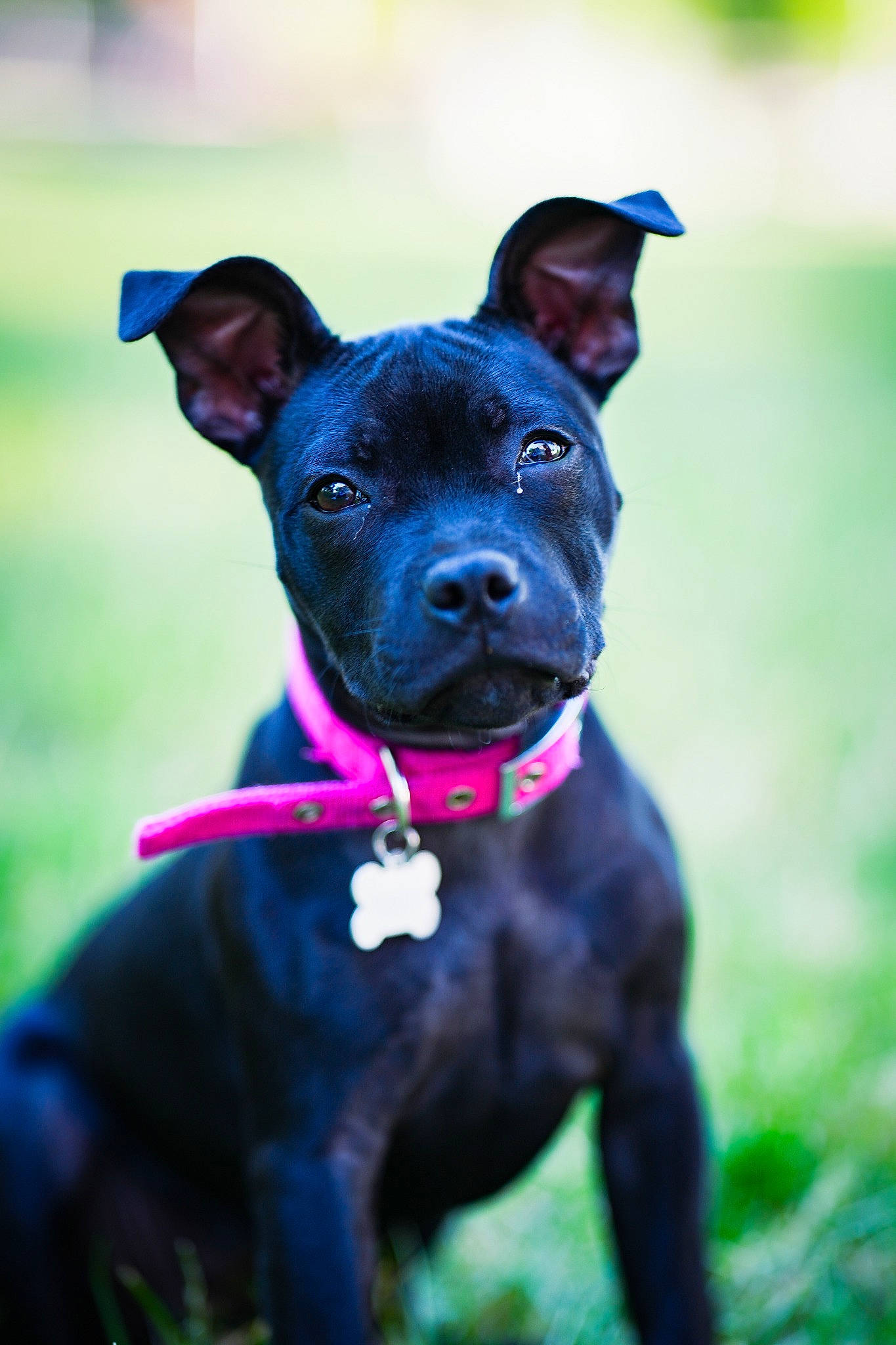 Nelia a rejoint le concours — aidez-le/la à gagner de superbes lots ! canidae, carnivore, collar, companion_dog, dog, dog_breed, dog_collar, dog_supply, electric_blue, fashion_accessory, fawn, grass, guard_dog, magenta, plant, snout, sporting_group, whiskers, working_animal, working_dog