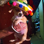 Teey Wheey is registered to the contest to win money with this photo: accessories, animal, canine, cap, chihuahua, clothing, costume, dog, face, hat, head, hound, indoors, person, pet, photography, portrait, puppy, sombrero, strap