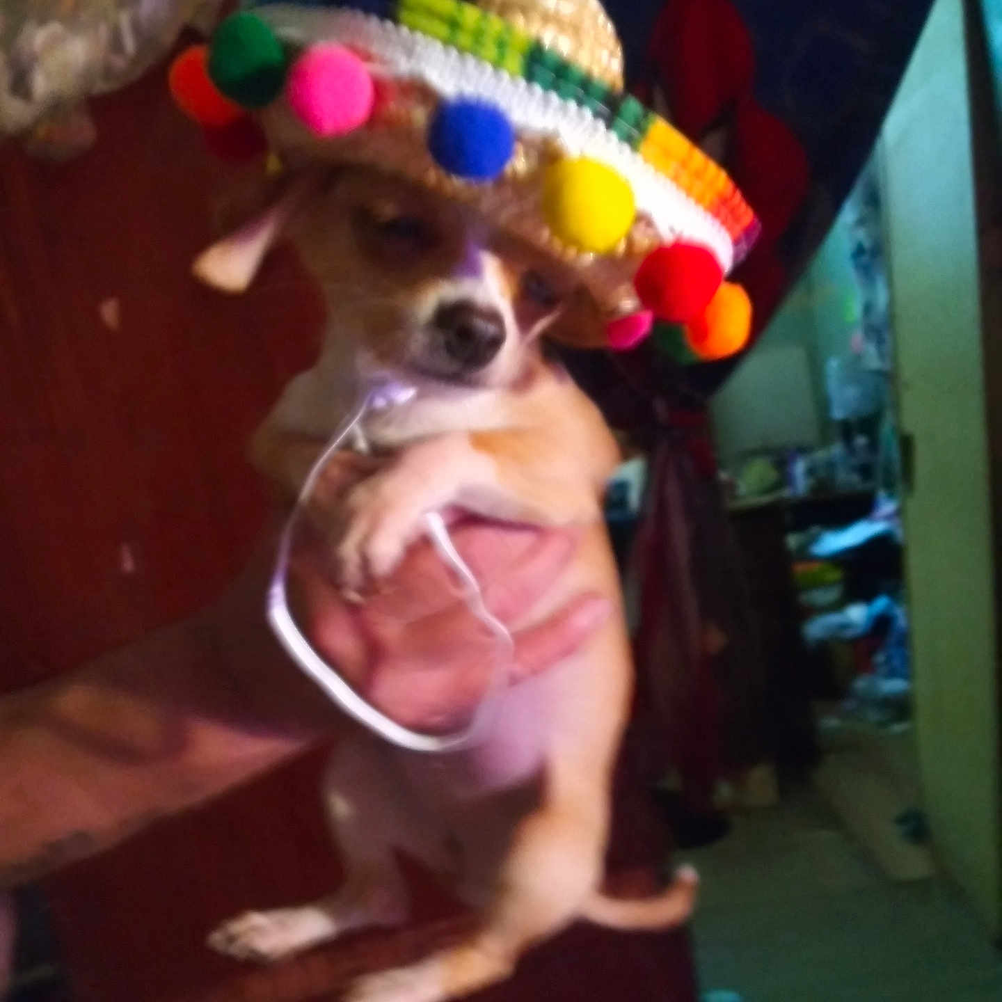 Teey Wheey is registered to the contest to win money with this photo: accessories, animal, canine, cap, chihuahua, clothing, costume, dog, face, hat, head, hound, indoors, person, pet, photography, portrait, puppy, sombrero, strap