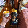animal, bed, birthday, blanket, candle, celebration, clothing, collar, colorful, crown, cupcake, dog, fur, hand, indoor, looking_up, pet, rottweiler, tattoo, wooden_floor