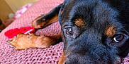 Rocko Evander is registered to the contest to win money with this photo: dog, rottweiler, pet, close_up, lying_down, blanket, pink, indoor, cozy, relaxed, animal, mammal, face, fur, nose, paw, resting, canine, domestic_animal, bedroom