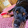animal, bedroom, blanket, canine, close_up, cozy, dog, domestic_animal, face, fur, indoor, lying_down, mammal, nose, paw, pet, pink, relaxed, resting, rottweiler