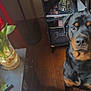 Rocko Evander is registered to the contest to win money with this photo: rottweiler, dog, indoor, vase, tulips, flowers, table, wooden_floor, curtain, lamp, watch, shelf, decor, window, plant, pet, animal, brown, black, portrait