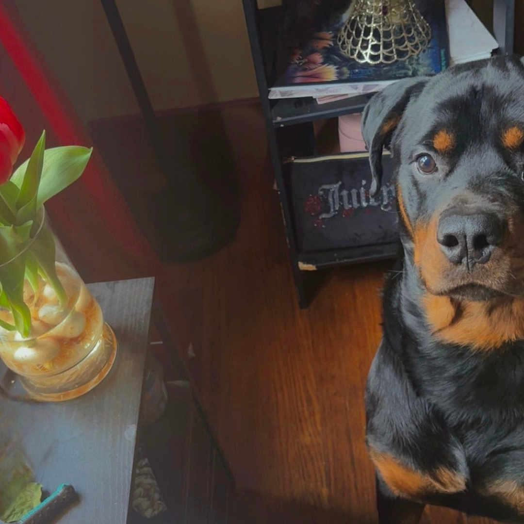 Rocko Evander joined the competition — help win amazing prizes! animal, curtains, decor, dog, flower, furniture, household, indoor, lamp, pet, plant, portrait, rottweiler, shelf, table, tulips, vase, watch, window, wood_floor