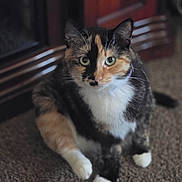 Mango is registered to the contest to win money with this photo: animal, background_blur, calico_cat, carpet, cat, closeup, curious, cute, domestic_animal, feline, fur, green_eyes, indoor, mammal, paws, pet, relaxed, sitting, soft_focus, whiskers