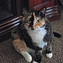 animal, background_blur, calico_cat, carpet, cat, closeup, curious, cute, domestic_animal, feline, fur, green_eyes, indoor, mammal, paws, pet, relaxed, sitting, soft_focus, whiskers