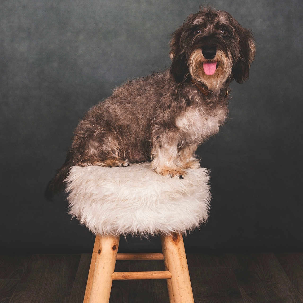 Gustave a rejoint le concours — aidez-le/la à gagner de superbes lots ! animal, barstool, canine, cockerspaniel, dog, dogbed, furniture, hardwood, hound, indoors, interiordesign, person, pet, poodle, puppy, sitting, terrier, whitedog, wood