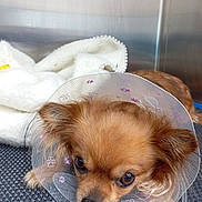 Perle participe au concours pour gagner de l'argent avec cette photo : dog, cone_collar, brown_dog, small_dog, pet, veterinary, blanket, resting, animal, cute, fur, ears, eyes, indoors, medical, plastic_collar, comfort, close_up, floor, sad