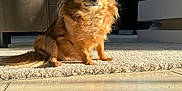 Perle a rejoint le concours — aidez-le/la à gagner de superbes lots ! dog, small_dog, fluffy, golden_brown, carpet, sunlight, living_room, window, decorative_window, furniture, sofa, floor, pet, indoors, quiet, calm, cute, animal, companion, relaxing