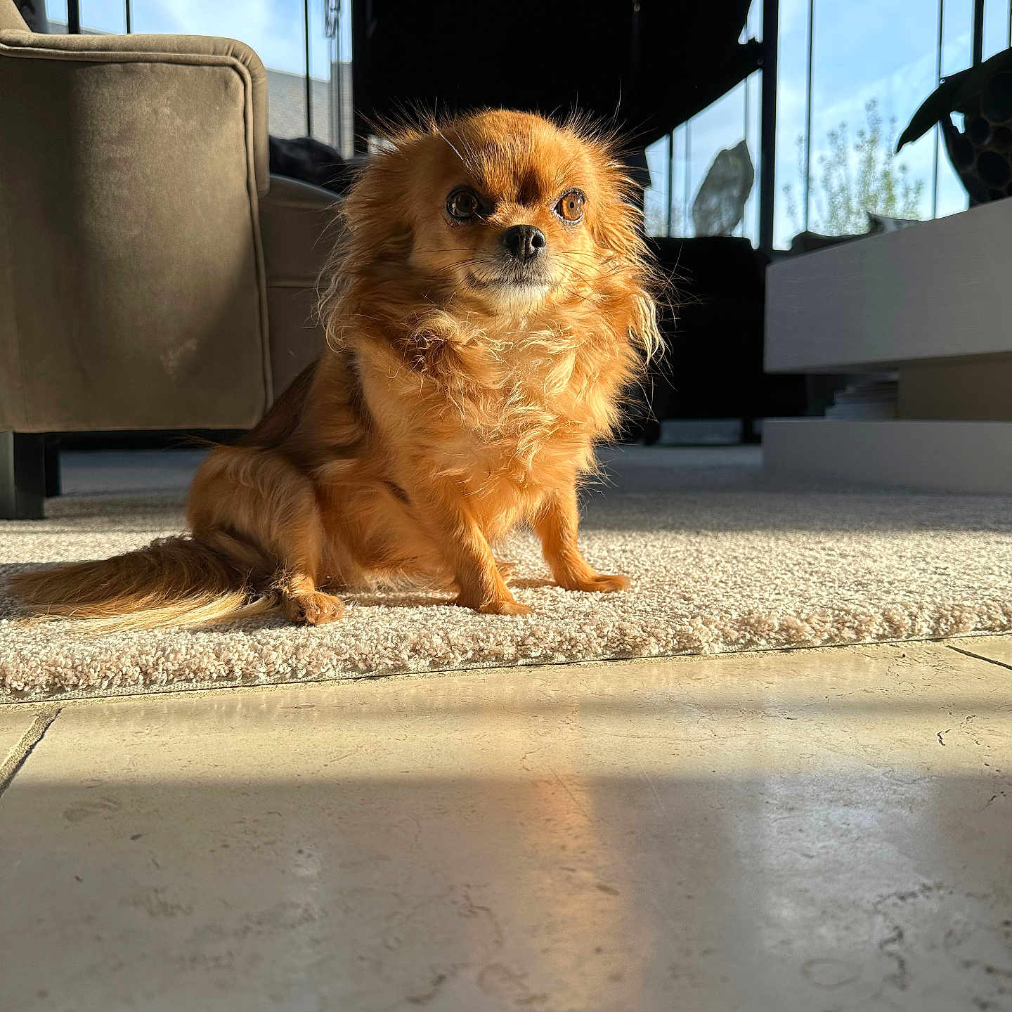 Perle a rejoint le concours — aidez-le/la à gagner de superbes lots ! animal, calm, carpet, companion, cute, decorative_window, dog, floor, fluffy, furniture, golden_brown, indoors, living_room, pet, quiet, relaxing, small_dog, sofa, sunlight, window