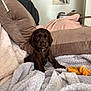 animal, blanket, brown_fur, comfortable, cozy, cushion, cute, dog, fur, furniture, home, indoor, pet, puppy, relaxing, rope_toy, small_dog, soft_texture, toy, warm_colors