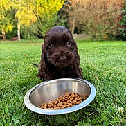 Aria participe au concours pour gagner de l'argent avec cette photo : puppy, dog, brown_fur, grass, outdoor, food_bowl, kibble, nature, tree, blurred_background, cute, pet, young_animal, close_up, animal_face, greenery, autumn_colors, playful, adorable, canine