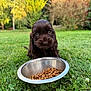 adorable, animal_face, autumn_colors, blurred_background, brown_fur, canine, close_up, cute, dog, food_bowl, grass, greenery, kibble, nature, outdoor, pet, playful, puppy, tree, young_animal