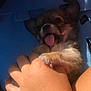Rosie a rejoint le concours — aidez-le/la à gagner de superbes lots ! puppy, dog, tongue, hand, blue_mat, playful, sunlight, shadow, fur, cute, pet, animal, small, paw, person, indoor, closeup, holding, resting, young