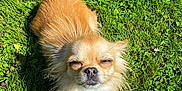 Rosie participe au concours pour gagner de l'argent avec cette photo : dog, grass, sunlight, outdoor, pet, small_dog, fur, canine, sunny, nature, greenery, animal, cute, stretching, daylight, relaxing, mammal, chihuahua, happy, park