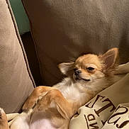 Rosie a rejoint le concours — aidez-le/la à gagner de superbes lots ! dog, chihuahua, small_dog, pet, couch, cushion, blanket, relaxed, lying_down, indoor, fur, ears, paw, sleepy, comfortable, cute, animal, home, resting, canine