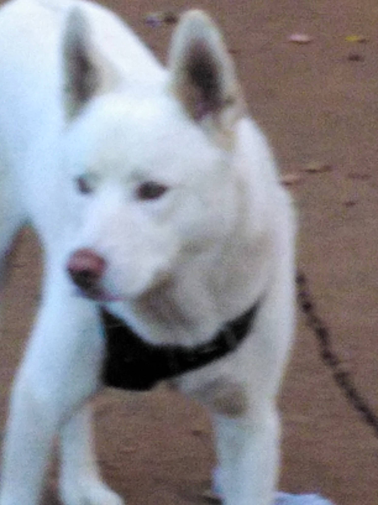 Miles is registered to the contest to win money with this photo: ancient_dog_breeds, canidae, canis, carnivore, companion_dog, dog, dog_breed, fawn, flooring, fur, non_sporting_group, snout, sporting_group, tail, terrestrial_animal, working_animal, working_dog