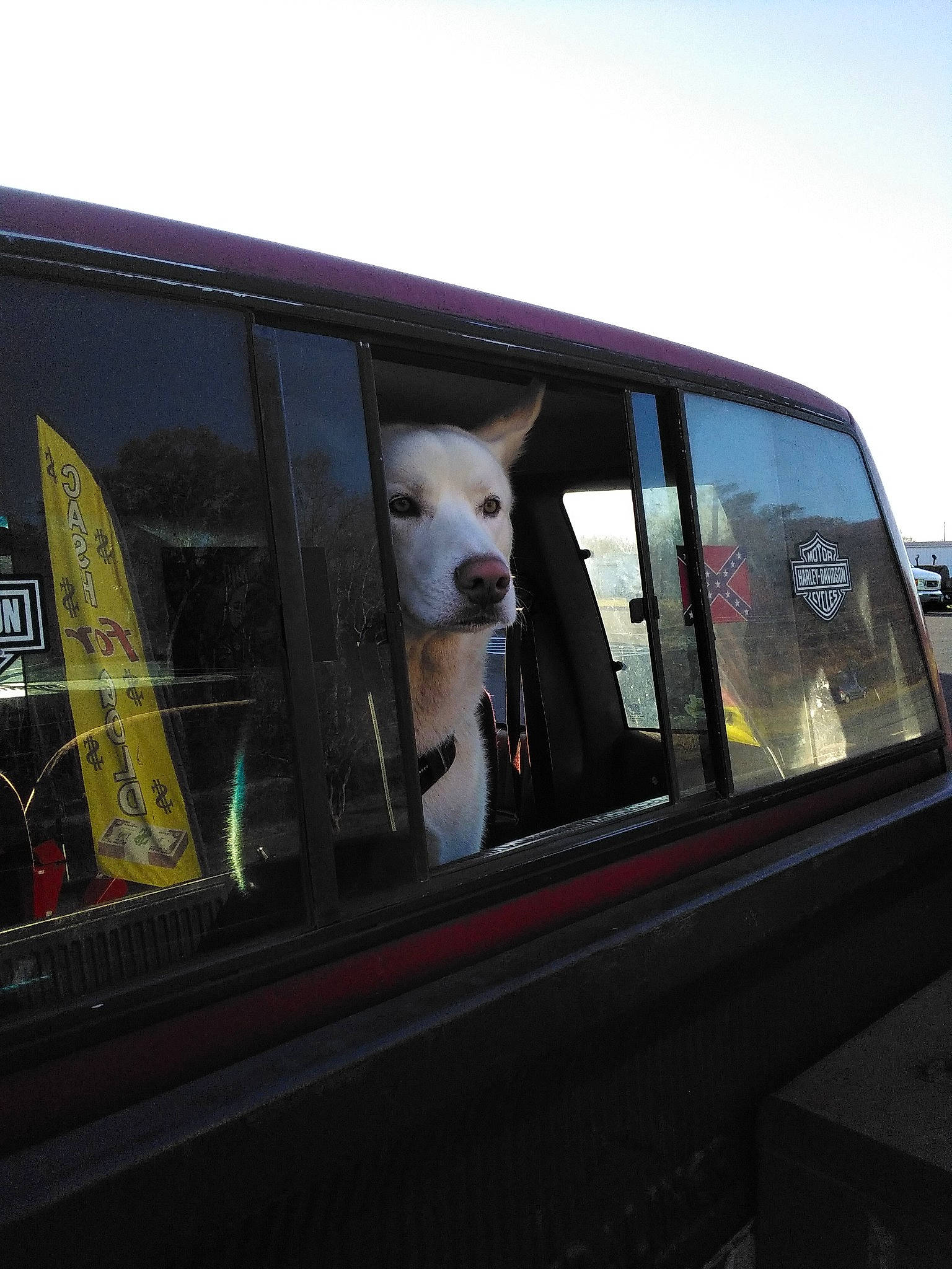 Miles joined the competition — help win amazing prizes! auto_part, automotive_design, automotive_exterior, automotive_lighting, automotive_mirror, automotive_window_part, bumper, car, carnivore, companion_dog, dog, dog_breed, glass, hood, motor_vehicle, sky, snout, vehicle, vehicle_door, windshield