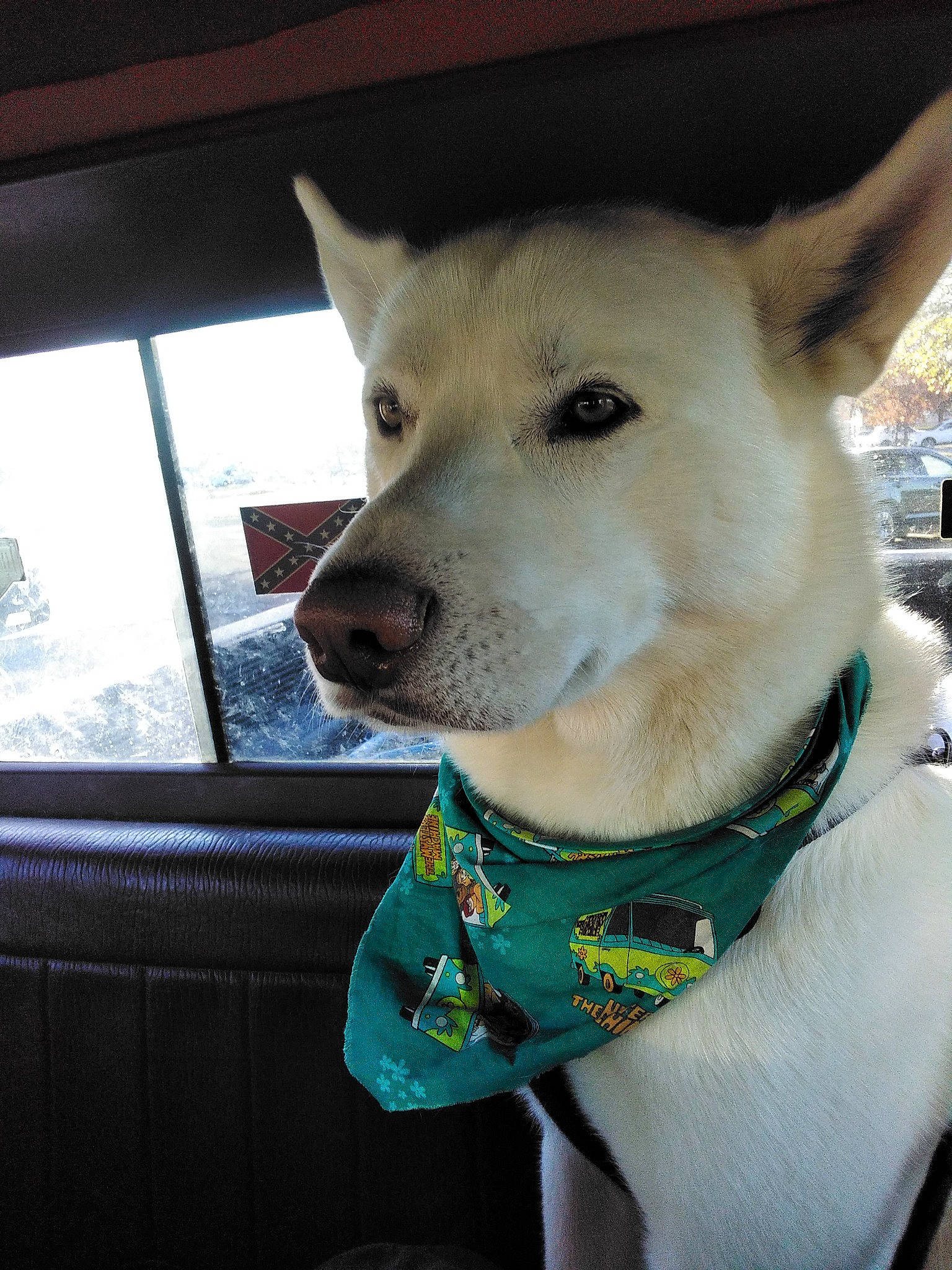 Miles is registered to the contest to win money with this photo: canidae, carnivore, collar, companion_dog, dingo, dog, dog_breed, dog_collar, dog_supply, fawn, fur, pet_supply, snout, spitz, sporting_group, whiskers, window, windshield, winter, working_animal