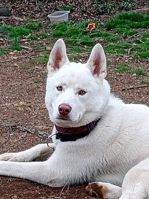 Miles is registered to the contest to win money with this photo: ancient_dog_breeds, carnivore, companion_dog, dog, dog_breed, fang, grass, jaw, non_sporting_group, snout, tail, terrestrial_animal, working_animal