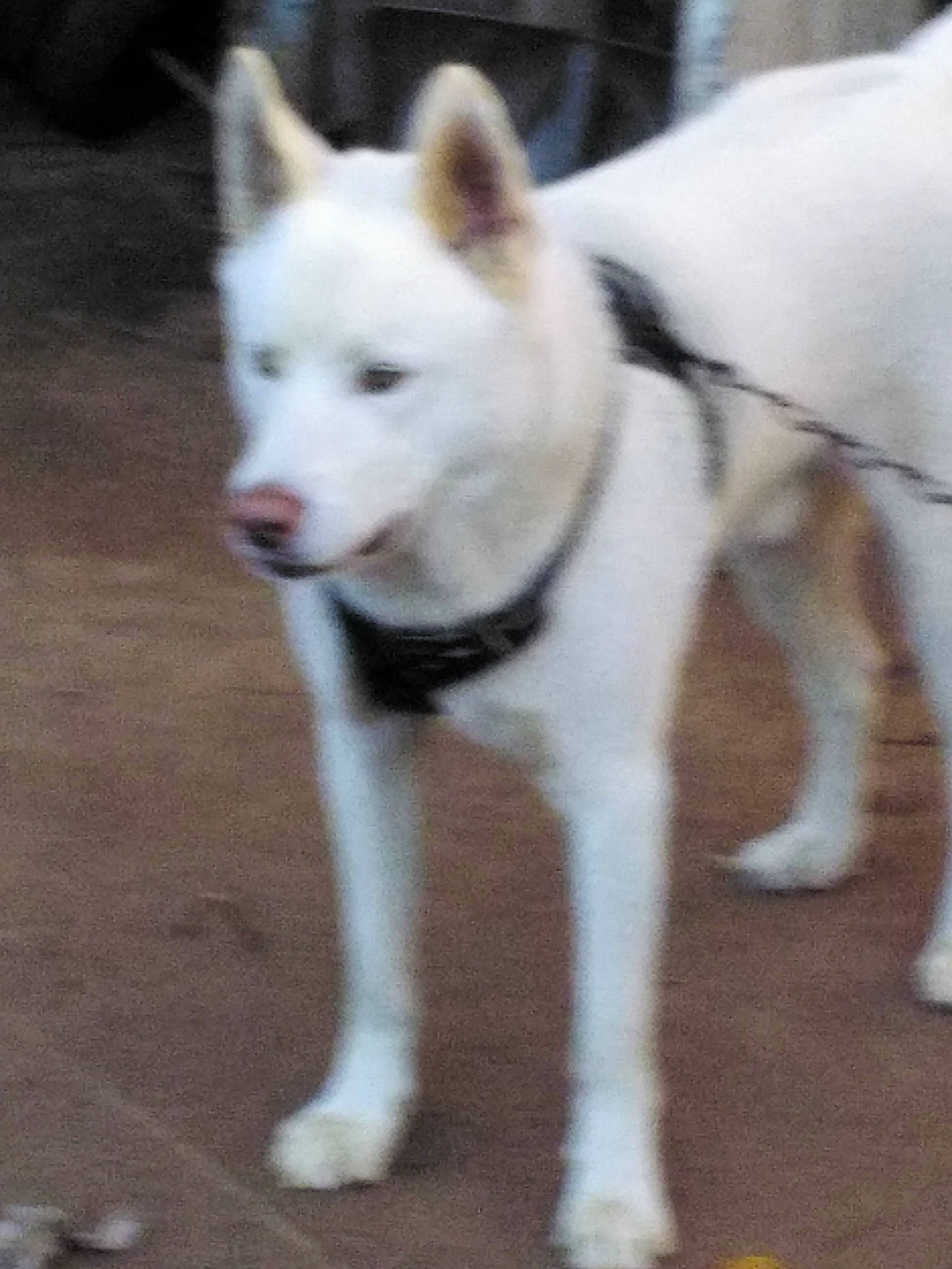 Miles joined the competition — help win amazing prizes! ancient_dog_breeds, canidae, carnivore, companion_dog, dog, dog_breed, fur, non_sporting_group, sled_dog, sporting_group, tail, terrestrial_animal, wolf, working_animal, working_dog