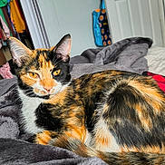 Kitters joined the competition — help win amazing prizes! cat, calico_cat, animal, pet, feline, fur, indoor, blanket, cozy, relaxed, yellow_eyes, ears, tail, bedroom, door, clothing, colorful, soft_texture, resting, domestic