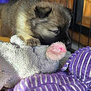 Arkaena a rejoint le concours — aidez-le/la à gagner de superbes lots ! blanket, cage, closeup, cozy, cute, dog, fur, indoor, paw, pet, plush, puppy, purple, resting, sleepy, soft, striped, stuffed_toy, toy, young