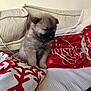 Arkaena a rejoint le concours — aidez-le/la à gagner de superbes lots ! animal, christmas, couch, cozy, cute, decor, dog, fluffy, furniture, holiday, indoor, pet, pillows, puppy, red, sitting, small, soft, white, young