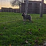 animal, cute, dog, fence, field, fur, grass, greenery, leash, nature, outdoor, pet, puppy, rural, shed, sky, sunset, tree, wood, young_dog