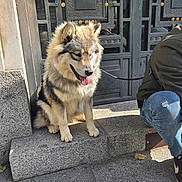 Abby a rejoint le concours — aidez-le/la à gagner de superbes lots ! dog, fluffy_dog, leash, person, jeans, sneakers, stone_step, metal_door, sunlight, shadow, outdoor, sidewalk, building, paw, tongue_out, fur, pet, resting, urban, casual_clothing