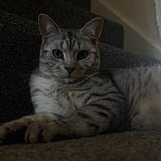 Loki joined the competition — help win amazing prizes! cat, tabby_cat, gray_cat, pet, animal, indoor, stairs, carpet, feline, resting, laying_down, looking_at_camera, whiskers, ears, paw, fur, domestic_animal, quiet, shadow, closeup