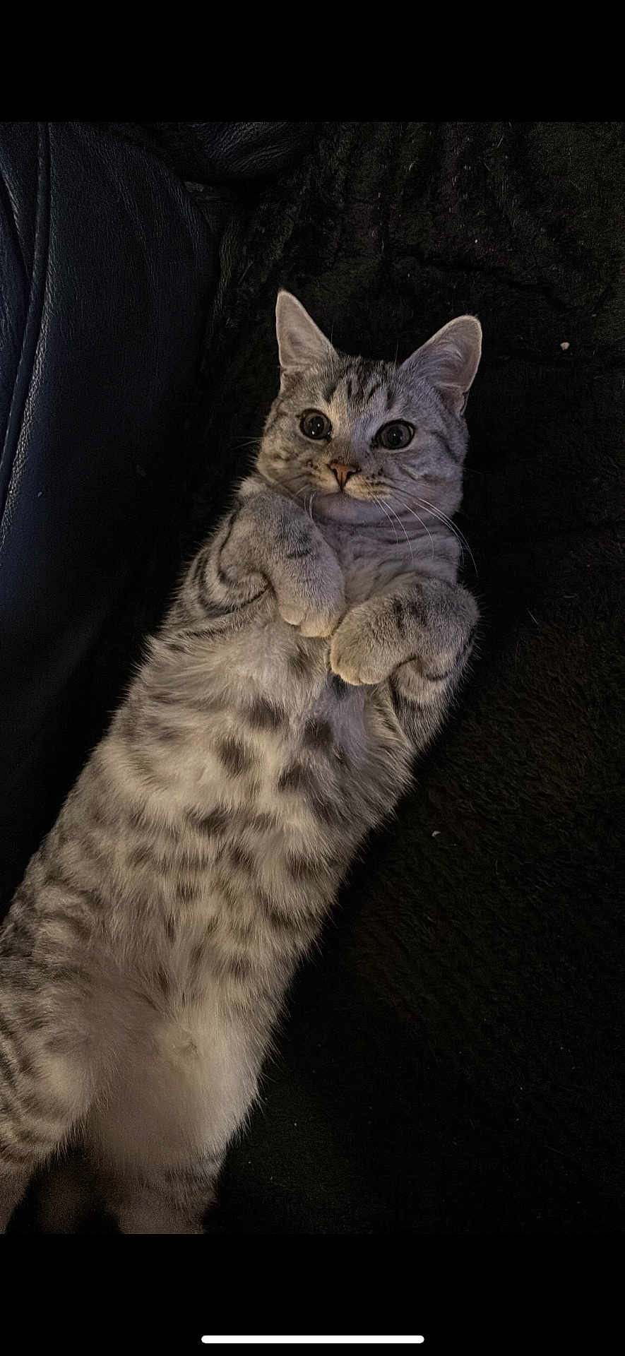 Loki joined the competition — help win amazing prizes! cat, silver_tabby, lying_down, paws_up, curious_eyes, fur, pet, adorable, indoor, resting, closeup, whiskers, cute, animal, feline, domestic_cat, relaxed, soft_texture, black_background, cozy