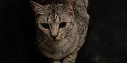 Loki is registered to the contest to win money with this photo: cat, tabby_cat, gray_cat, pet, animal, feline, crouching, black_leather, couch, indoor, whiskers, ears, fur, close_up, eyes, alert, sitting, domestic_cat, mammal, cute