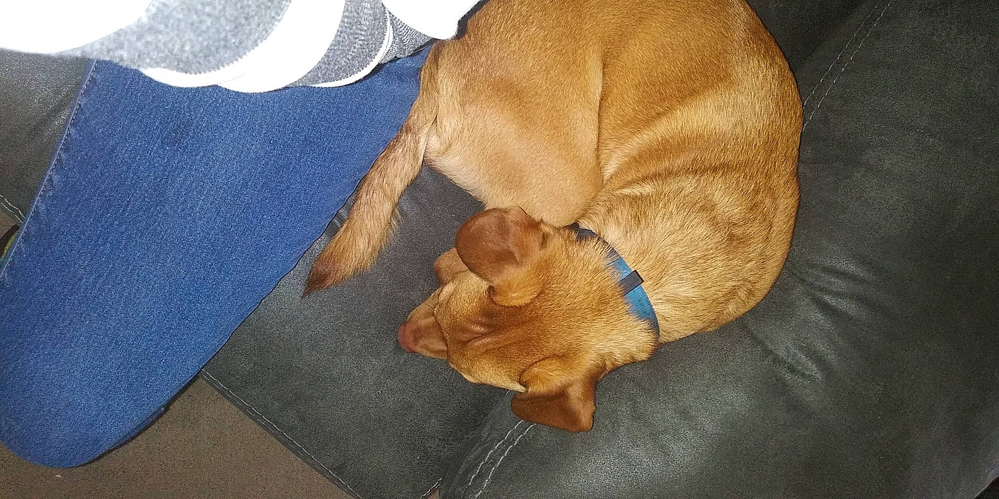 Charlie joined the competition — help win amazing prizes! canidae, carnivore, comfort, companion_dog, dog, dog_breed, dog_supply, electric_blue, fawn, felidae, fur, linens, liver, paw, snout, sporting_group, tail, whiskers, wood, working_animal