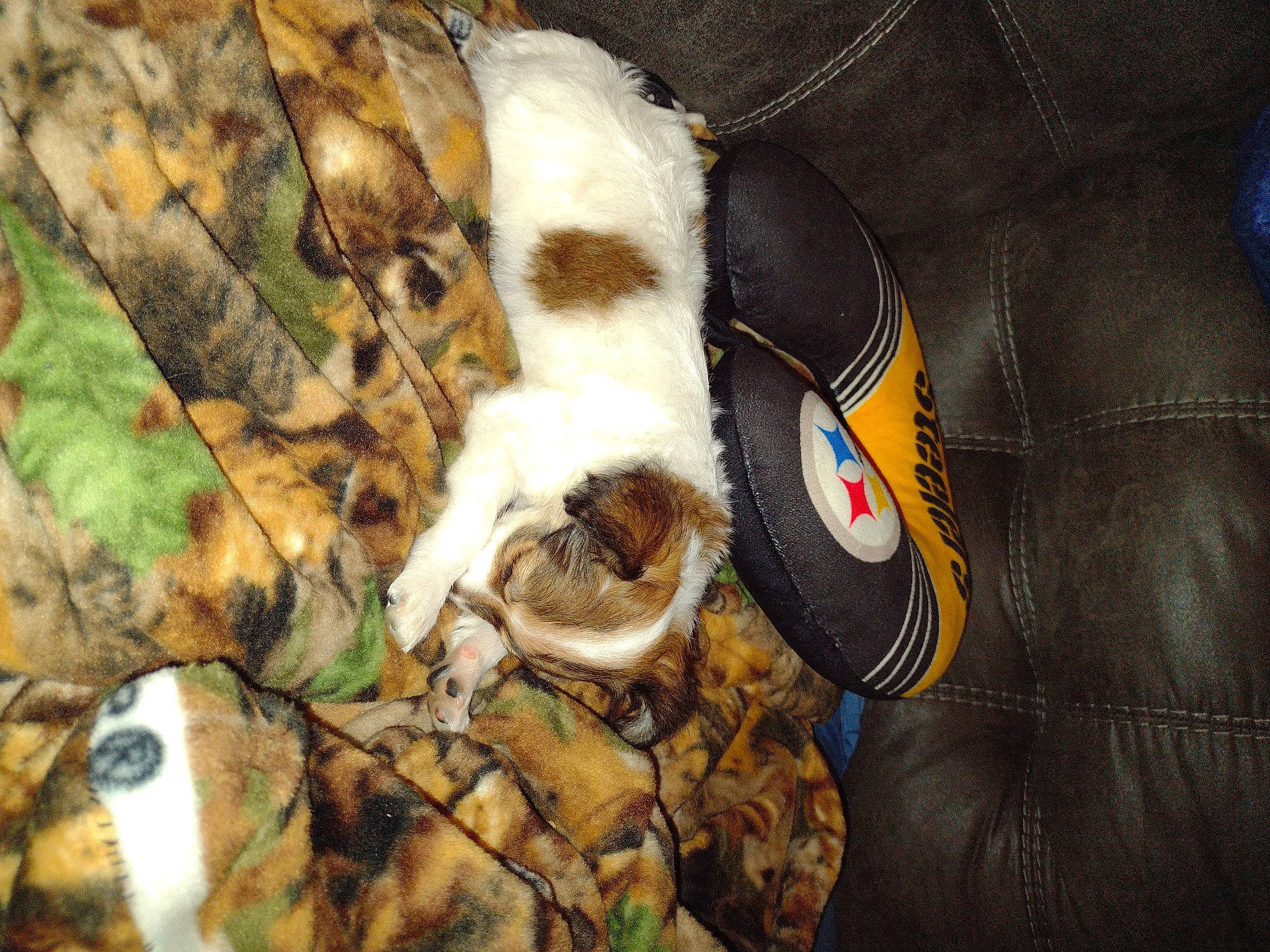 Katie is registered to the contest to win money with this photo: ball, bengal_tiger, fawn, felidae, fur, glove, grass, jersey, linens, pattern, personal_protective_equipment, python, small_to_medium_sized_cats, sports_equipment, sportswear, terrestrial_animal, toy, whiskers, wildlife, wood