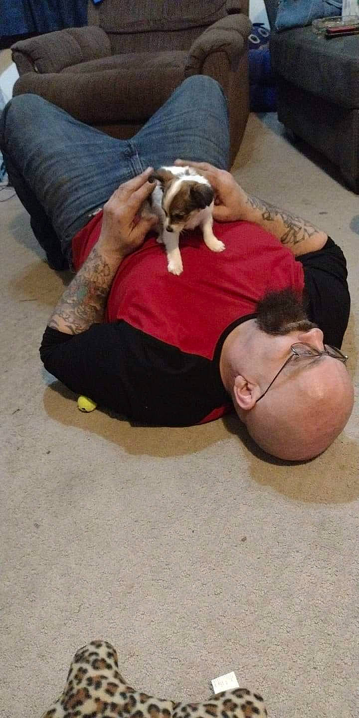 Katie is registered to the contest to win money with this photo: carnivore, comfort, companion_dog, couch, dog, dog_bed, dog_breed, fawn, flooring, hardwood, human_leg, knee, lap, linens, nap, sitting, slipper, thigh, toy_dog, wood