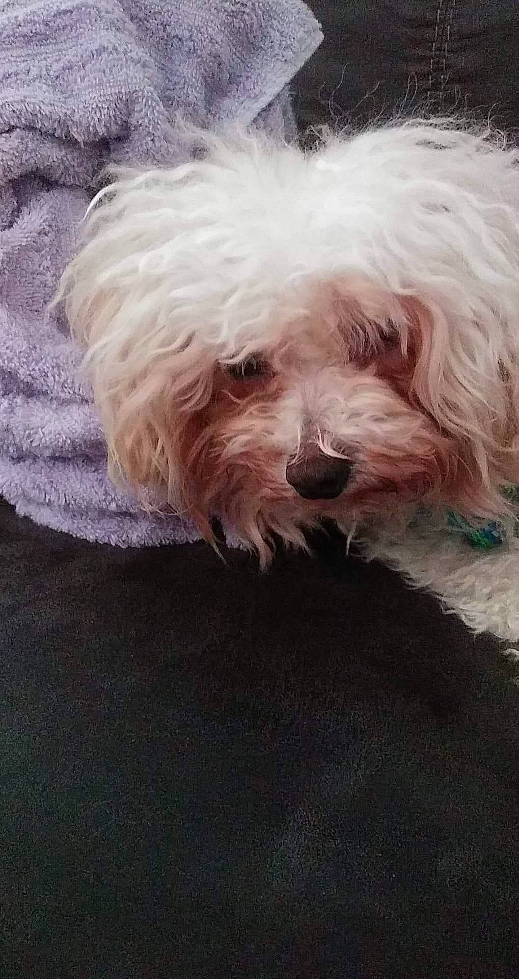 Remmie joined the competition — help win amazing prizes! canidae, carnivore, cockapoo, companion_dog, dog, dog_breed, dog_supply, fur, maltepoo, poodle_crossbreed, puppy, shih_poo, small_terrier, snout, sporting_group, terrier, toy_dog, water_dog, working_animal, yorkipoo